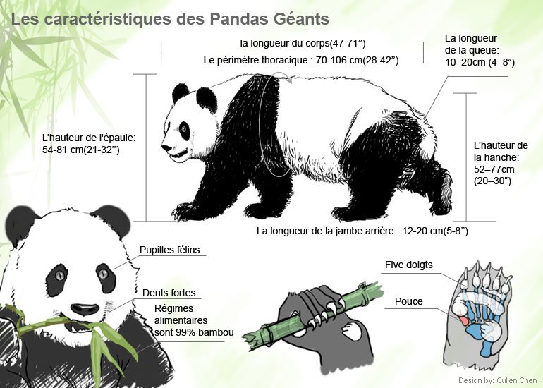 les caractéristiques des pandas géants