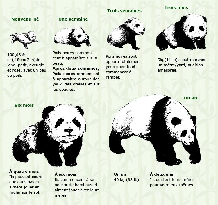 Processus de croissance d'un bébé panda 