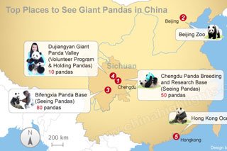 Les Tops Endroits de la Chine pour Voir Pandas Géants