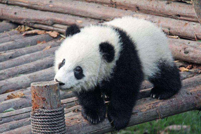 Un panda roux fait sa toilette et c'est trop mignon ! 