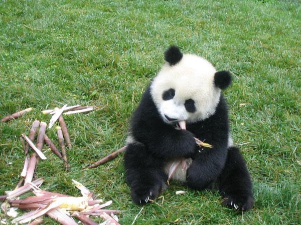 Panda personnalisé géant Bao en 200 cm