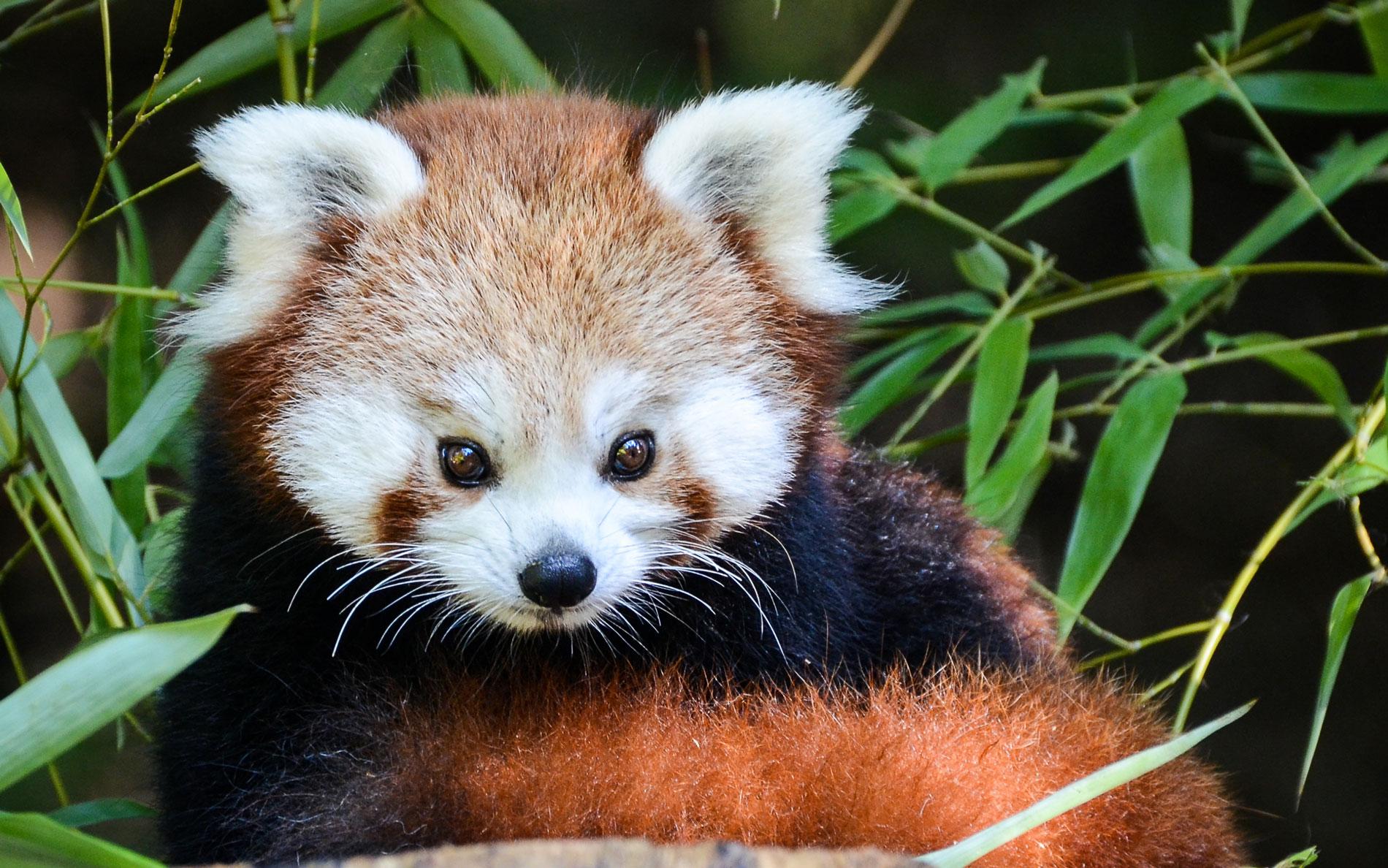 Panda roux : caractère, habitat, comportement, alimentation