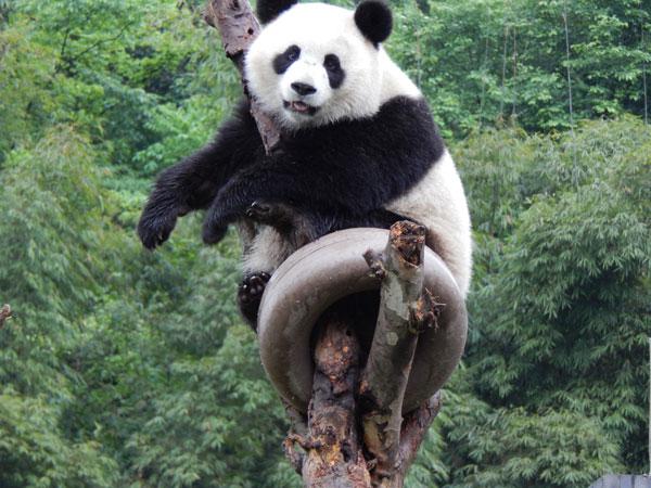 Bebe Panda A La Naissance Et La Croissance Du Panda Geant Voyages Chine