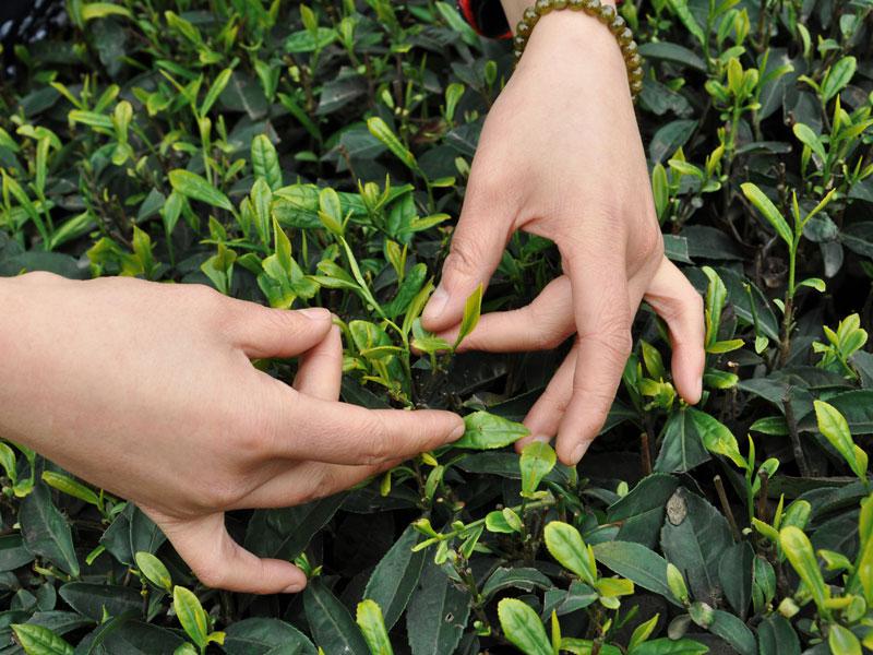 Apprendre à cueillir les feuilles de thé à la plantation Meijiawu