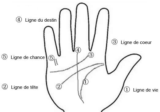 Comment s'appellent les doigts de la main ?