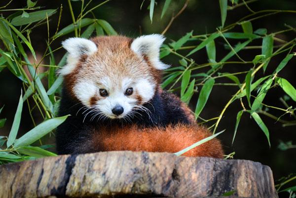 Panda Roux Caractere Habitat Comportement Alimentation
