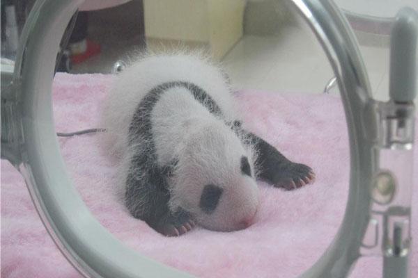 Bébé panda à la naissance