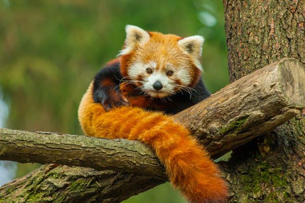 Panda roux - Vikidia, l'encyclopédie des 8-13 ans